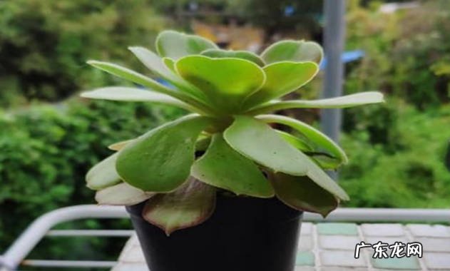 注意温度 大叶莲花掌怎么养