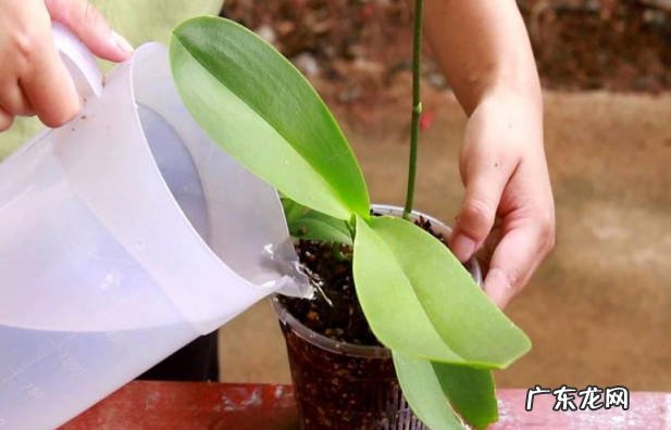 春秋季节 蝴蝶兰什么时候种植好