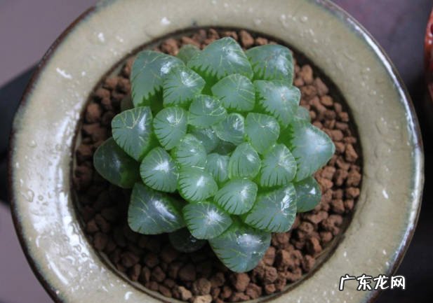 冰灯玉露 哪些品种的玉露便宜又好养
