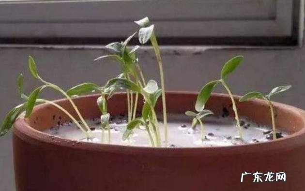 可以 豆腐水可以浇花吗