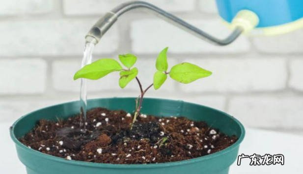 可以 豆腐水可以浇花吗