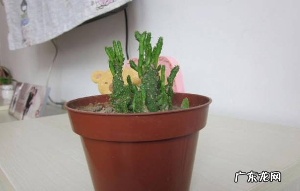 仙人掌 适合卧室养的植物有哪些