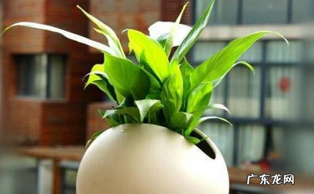 仙人掌 适合卧室养的植物有哪些