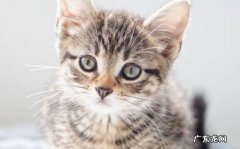 猫咪在家乱尿的几个常见原因猫咪乱尿怎么去除味道