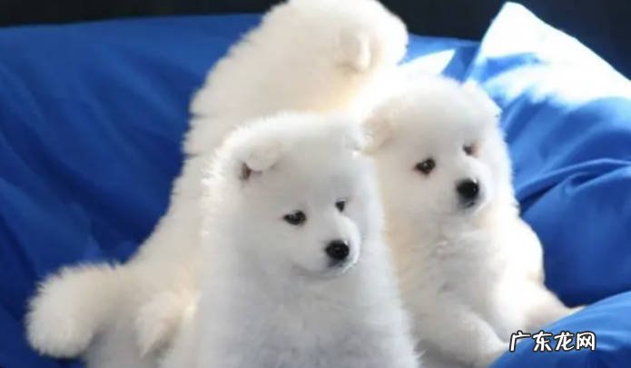 为什么养萨摩耶的人越来越少 萨摩耶的缺点有哪些