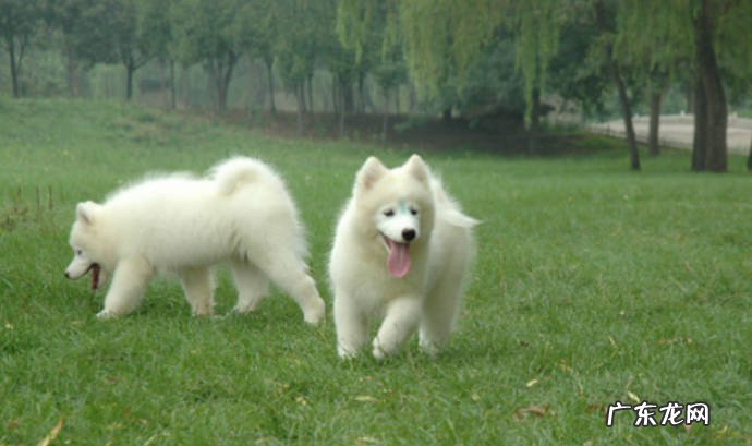 为什么养萨摩耶的人越来越少 萨摩耶的缺点有哪些