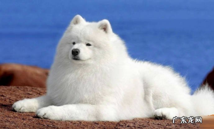 为什么养萨摩耶的人越来越少 萨摩耶的缺点有哪些