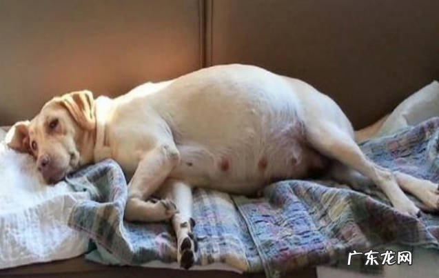 狗狗怀孕能否打胎 狗狗打胎有哪些注意事项
