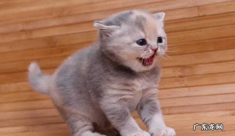 为什么要给猫咪种猫草 猫咪多大可以吃猫草