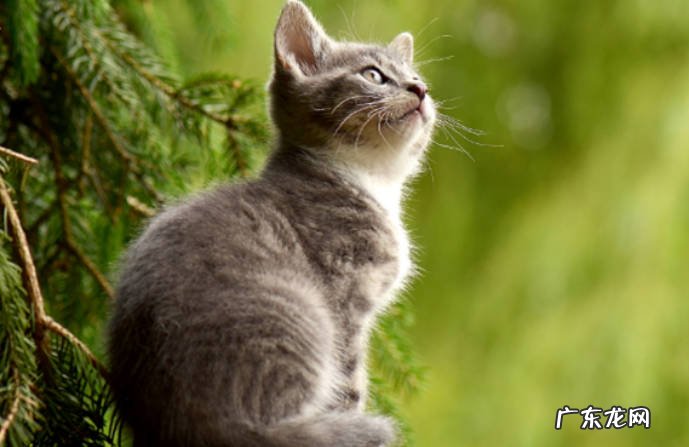 为什么要给猫咪种猫草 猫咪多大可以吃猫草