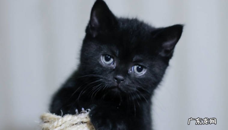 为什么要给猫咪种猫草 猫咪多大可以吃猫草