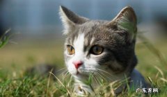 小猫咪刚打完疫苗可以洗澡吗 小猫咪多大可以打疫苗