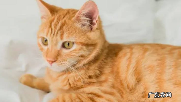 小猫咪刚打完疫苗可以洗澡吗 小猫咪多大可以打疫苗