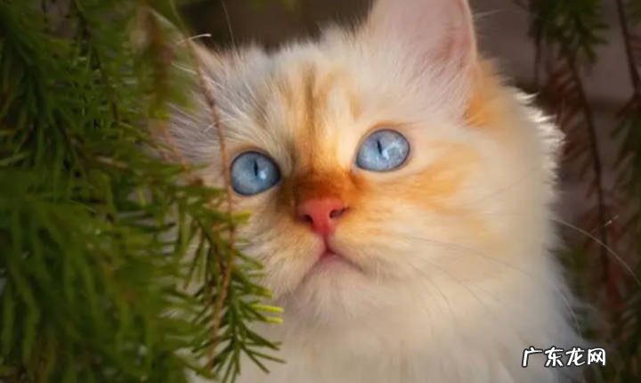 小猫咪刚打完疫苗可以洗澡吗 小猫咪多大可以打疫苗