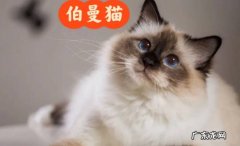 亚洲猫品种介绍 亚洲猫种类有哪些