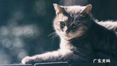 猫咪的寿命多长 影响猫咪的寿命因素有哪些