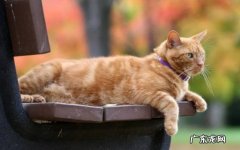 猫肛门出血是怎么回事 猫肛门出血原因有哪些