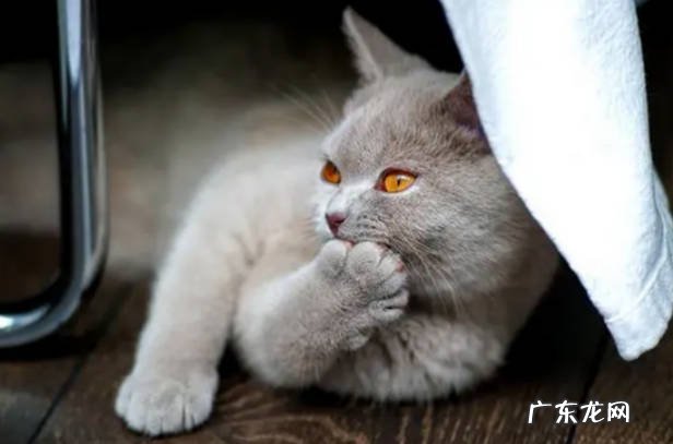 猫肛门出血是怎么回事 猫肛门出血原因有哪些