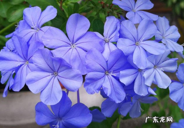 蓝雪花 哪些品种的植物不能缺水