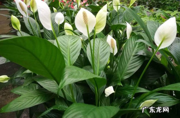 蓝雪花 哪些品种的植物不能缺水