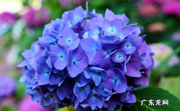 蓝雪花 哪些品种的植物不能缺水