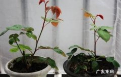 不适合大苗 月季能在夏天种植吗