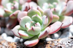 花盆 从哪些方面可以控养多肉