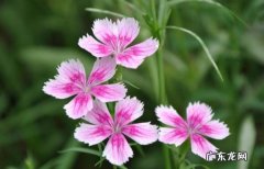 石竹 备受喜爱的杀菌花有哪些