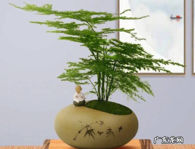 石竹 备受喜爱的杀菌花有哪些