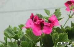 松土 蝴蝶梅的养殖方法
