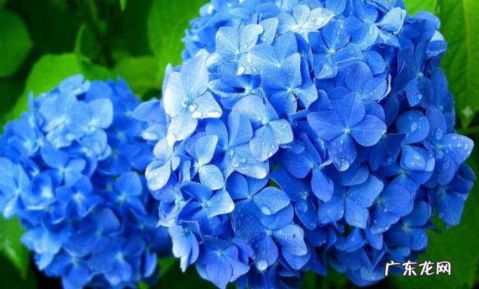 月季 哪些花期长的植物适合北方种植