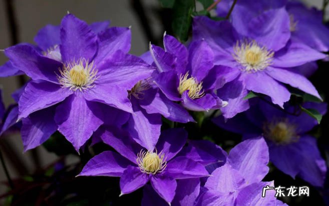 月季 哪些花期长的植物适合北方种植