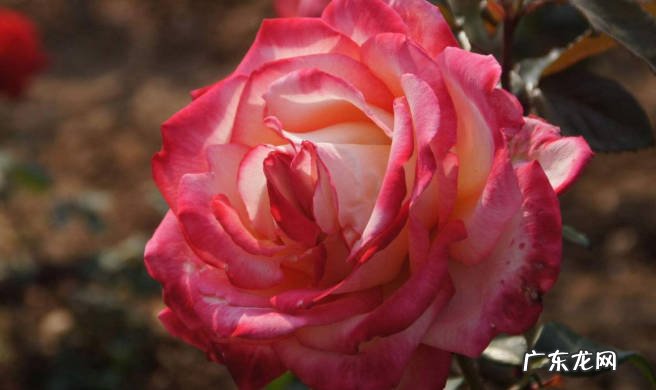 月季 哪些花期长的植物适合北方种植