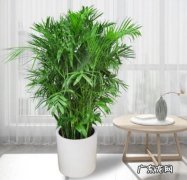 浇水 夏威夷竹子开花后怎么处理