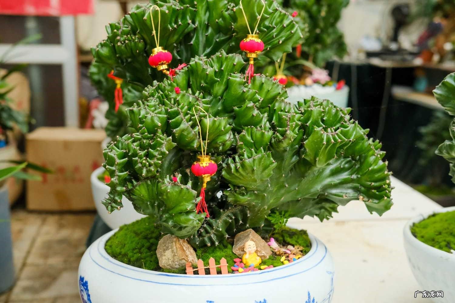 光棍树 含有毒性的多肉植物有哪些