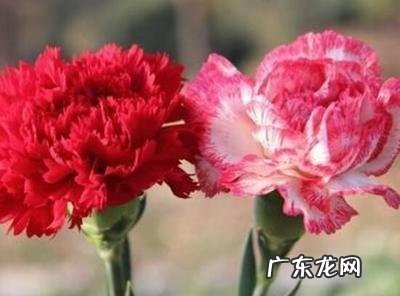 可以 康乃馨第二年还能活吗