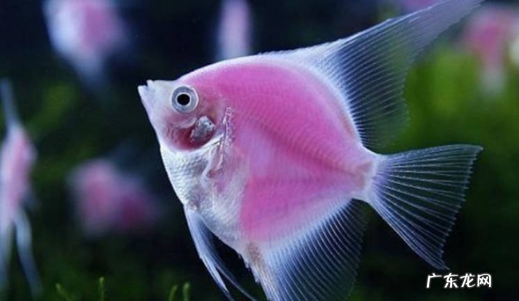 热带鱼天使鱼如何繁殖天使鱼养多久可以产卵