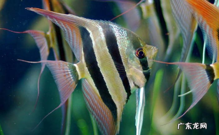 热带鱼天使鱼如何繁殖天使鱼养多久可以产卵