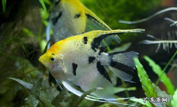 热带鱼天使鱼如何繁殖天使鱼养多久可以产卵