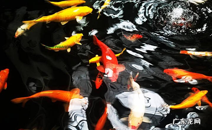 锦鲤适合和什么鱼一块养 养锦鲤需要注意哪些地方