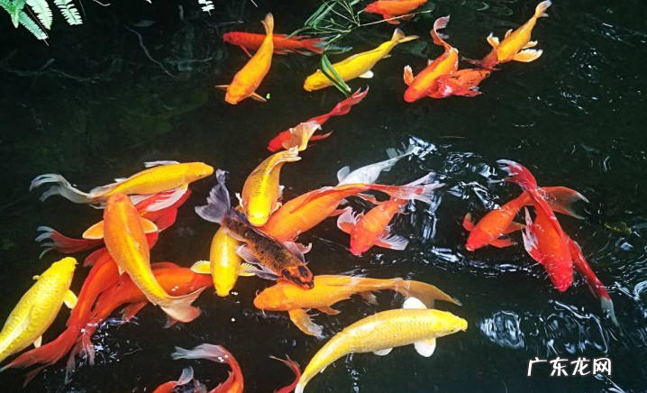 锦鲤适合和什么鱼一块养 养锦鲤需要注意哪些地方