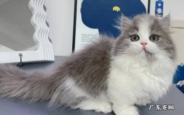 长毛蓝白猫是什么品种长毛蓝白猫有什么特点