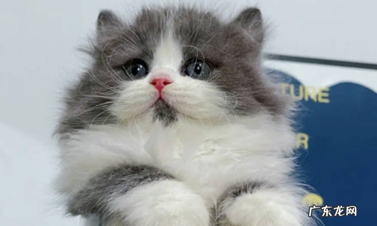 长毛蓝白猫是什么品种长毛蓝白猫有什么特点