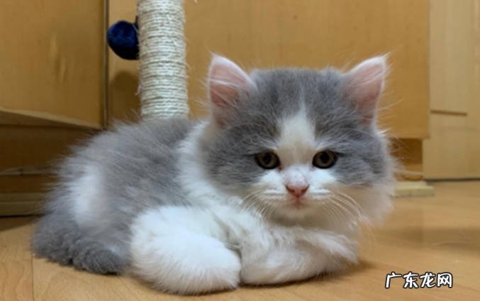 长毛蓝白猫是什么品种长毛蓝白猫有什么特点