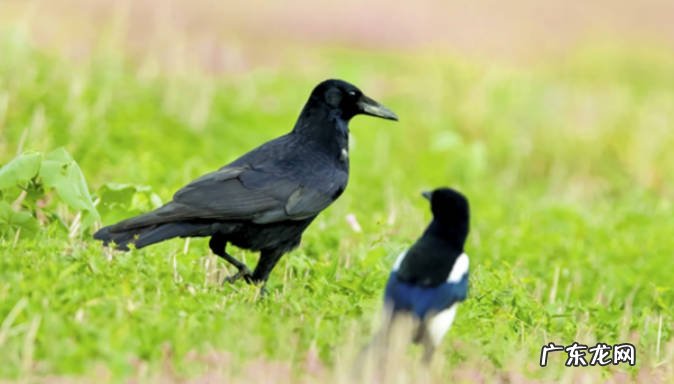 喜鹊和乌鸦的区别喜鹊和乌鸦是什么关系