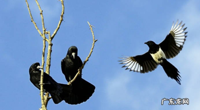 喜鹊和乌鸦的区别喜鹊和乌鸦是什么关系