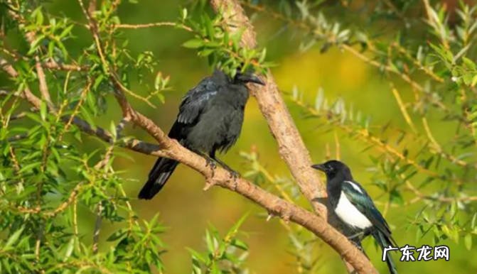 喜鹊和乌鸦的区别喜鹊和乌鸦是什么关系
