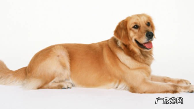 犬瘟第几天是最危险的 什么是犬瘟