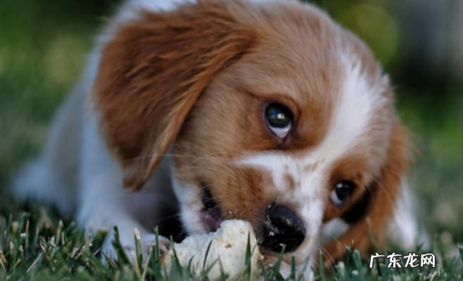 犬瘟第几天是最危险的 什么是犬瘟