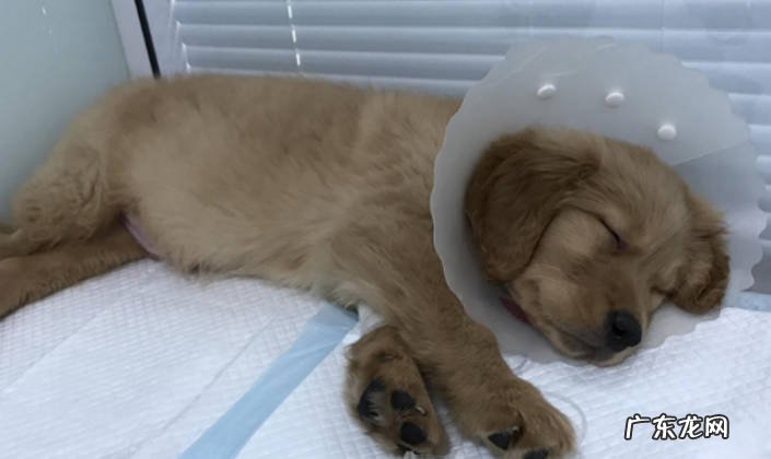 犬瘟第几天是最危险的 什么是犬瘟